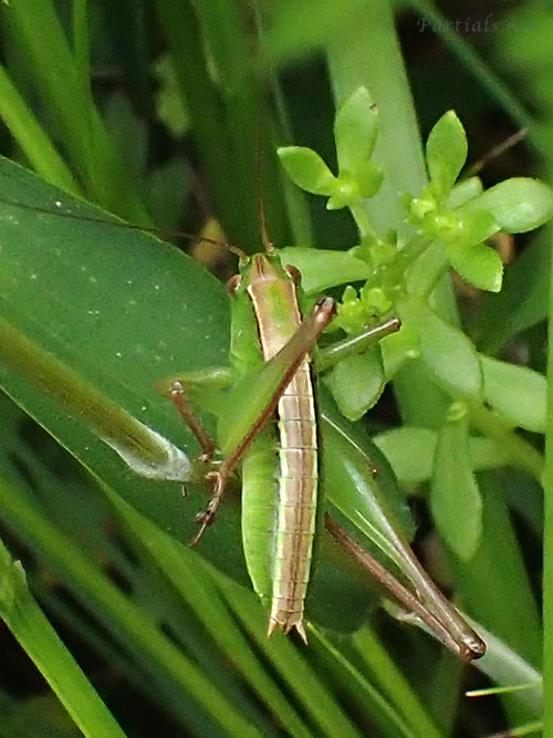 キリギリス幼虫