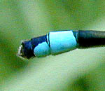 アオモンイトトンボ