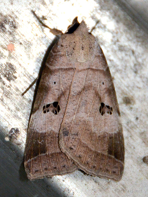 クビグロクチバ