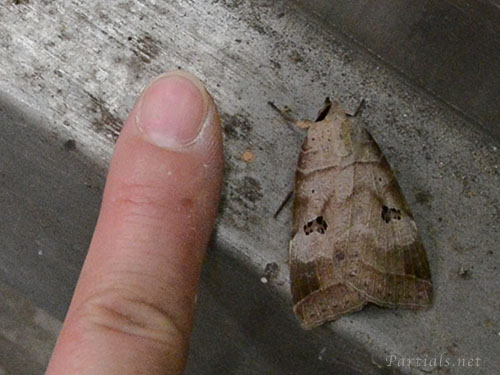 クビグロクチバ