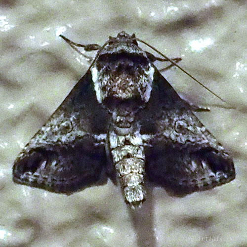 リュウキュウキノカワガ