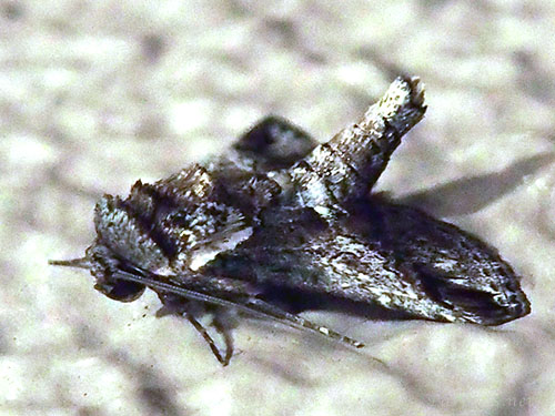 リュウキュウキノカワガ