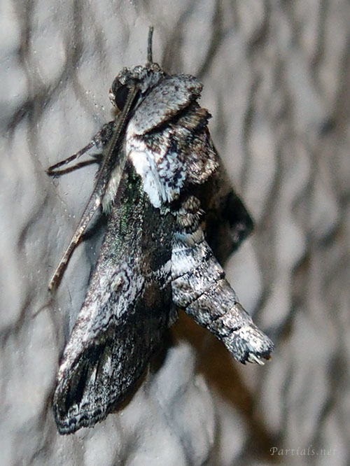 リュウキュウキノカワガ