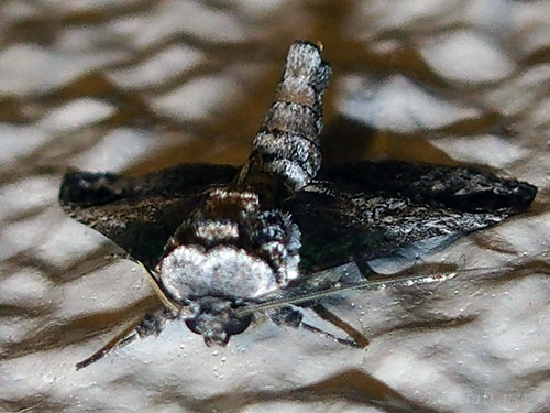 リュウキュウキノカワガ