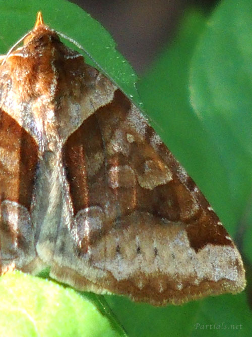 ウンモンクチバ