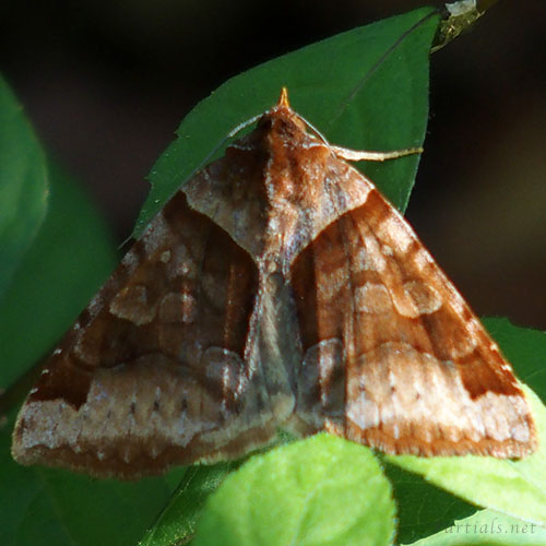 ウンモンクチバ