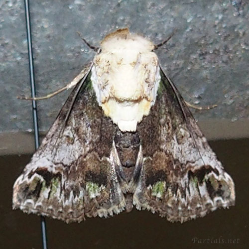 リュウキュウキノカワガ