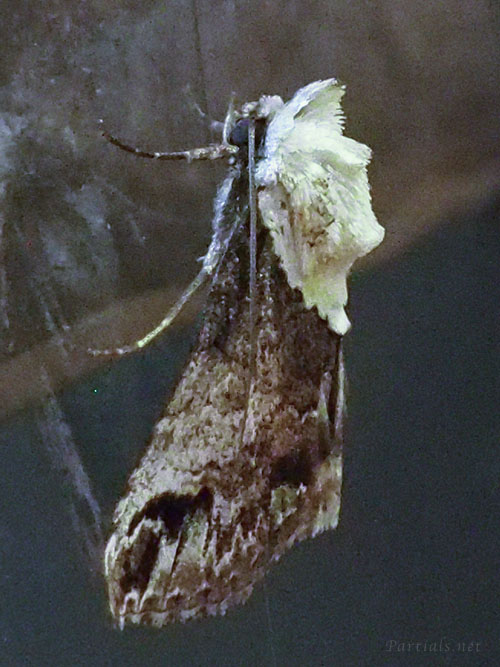 リュウキュウキノカワガ