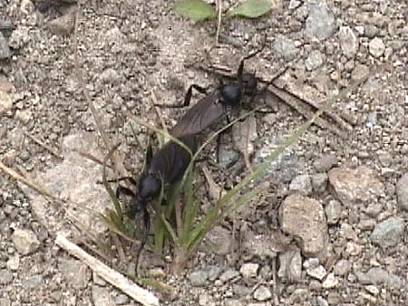 ハグロケバエの交尾