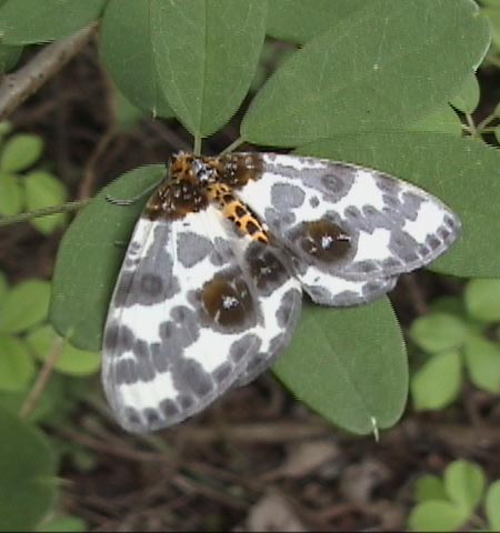 ユウマダラエダシャク