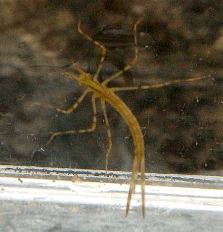 カワトンボの一種のヤゴ