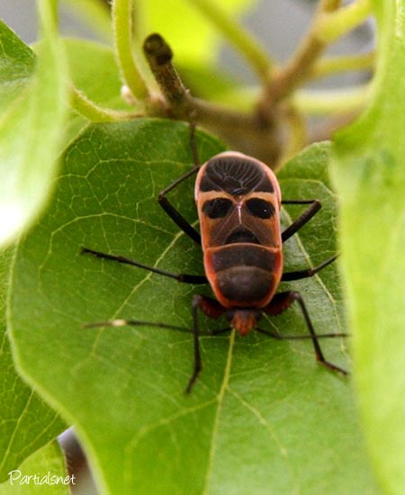 オオホシカメムシ