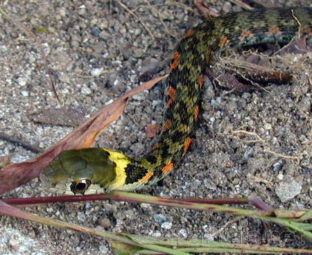 ヤマカガシ、幼蛇