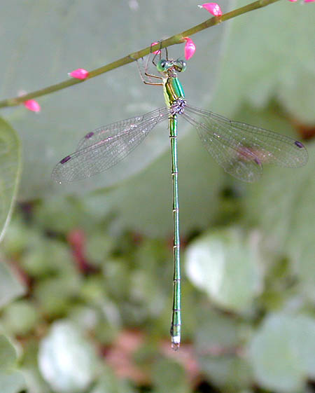 オオアオイトトンボ