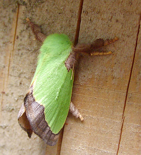 クロシタアオイラガ