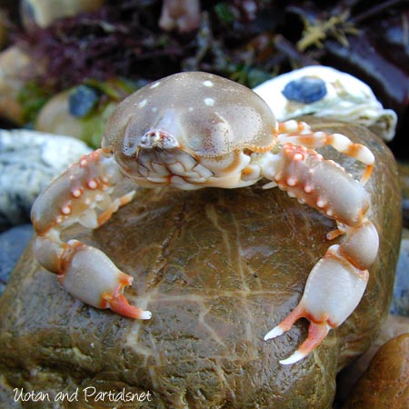 ツノナガコブシガニ