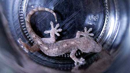 ワンカップヤモリ