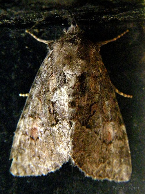 アオフシラクモヨトウ