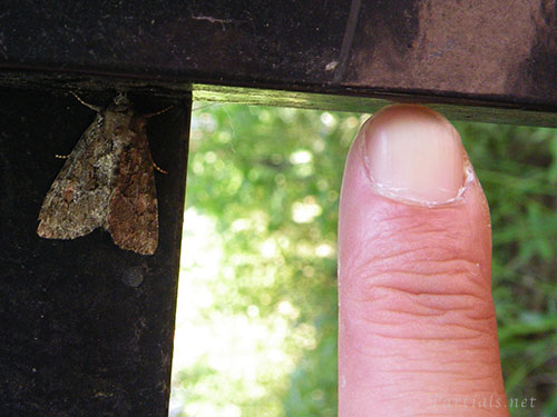 アオフシラクモヨトウ