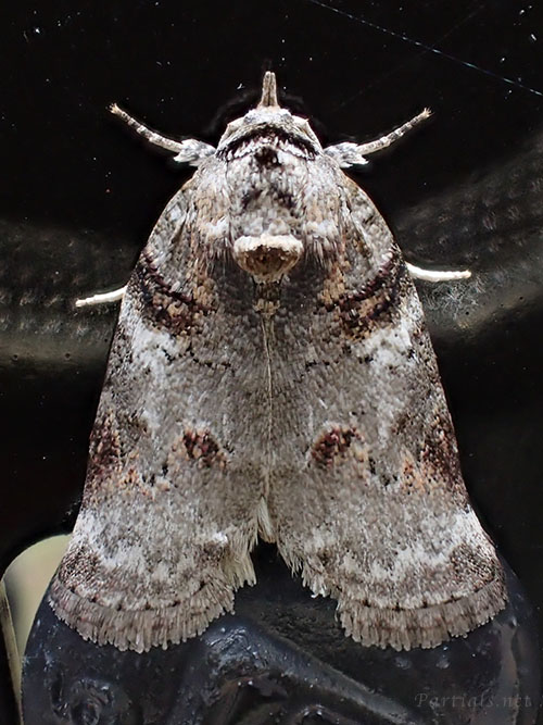 ネスジキノカワガ