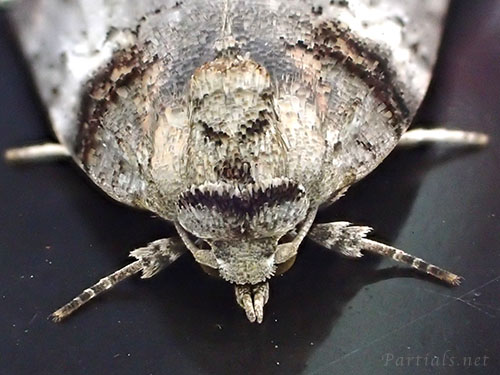 ネスジキノカワガ