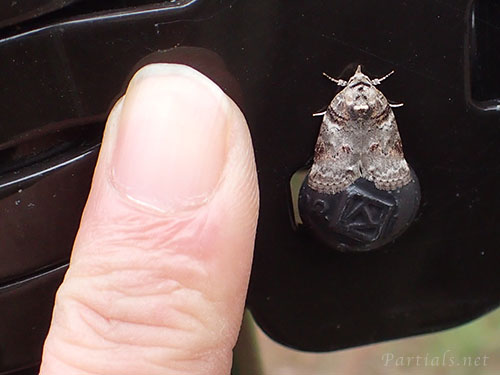 ネスジキノカワガ