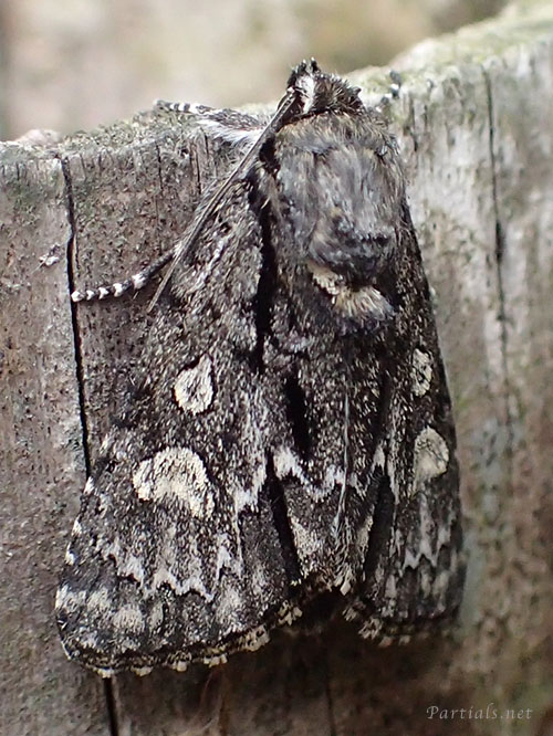 サクラケンモン