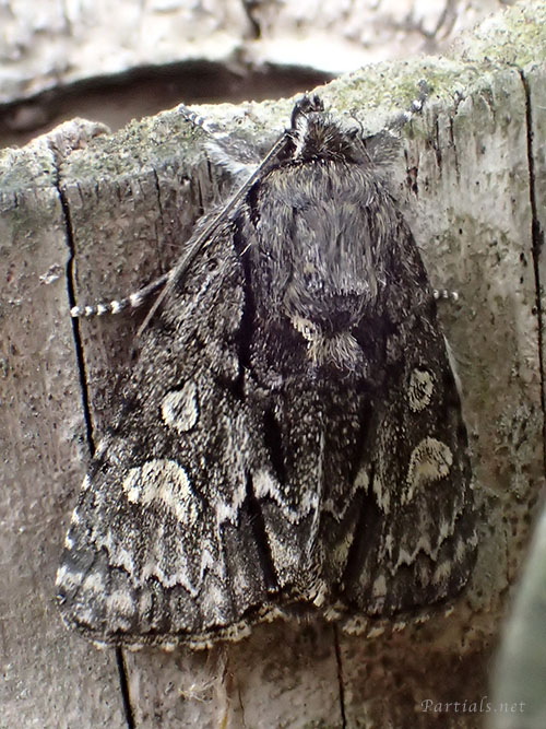 サクラケンモン