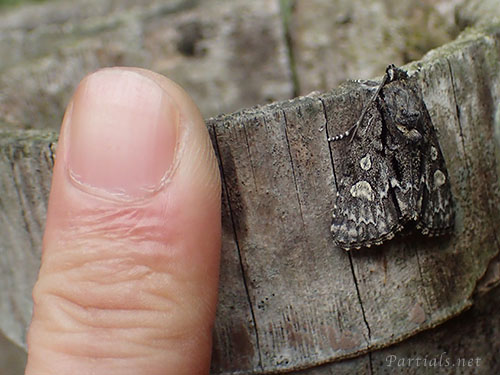 サクラケンモン