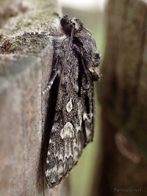 サクラケンモン