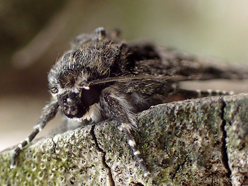 サクラケンモン