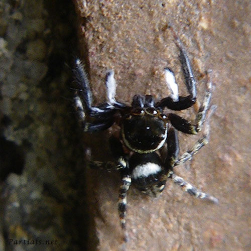 アダンソンハエトリ