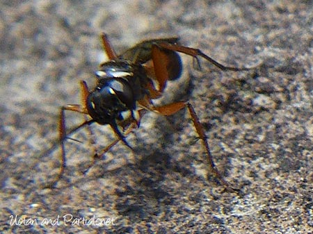 クモバチ科のハチ