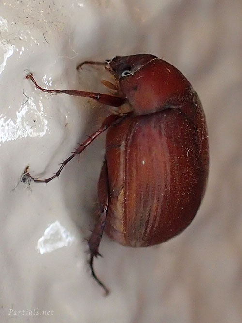 アカビロウドコガネ