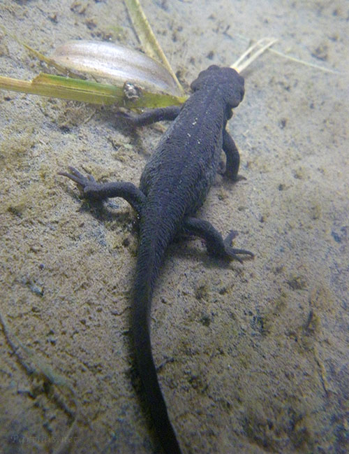 アカハライモリ