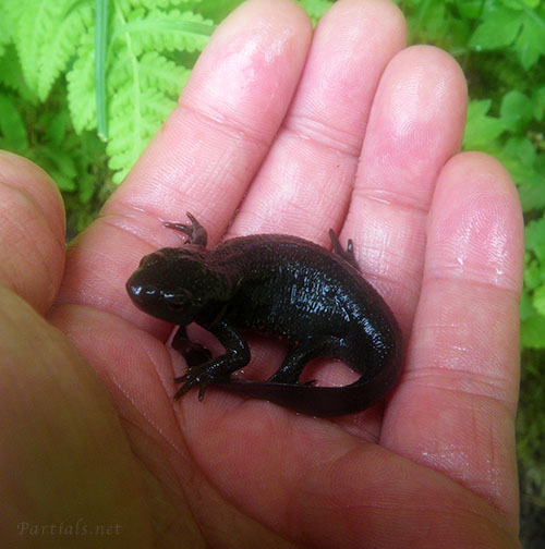 アカハライモリ