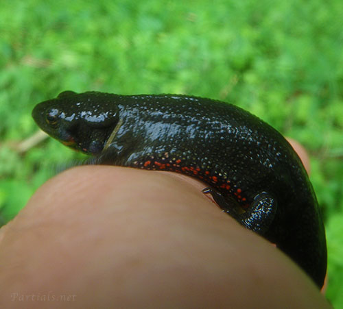 アカハライモリ