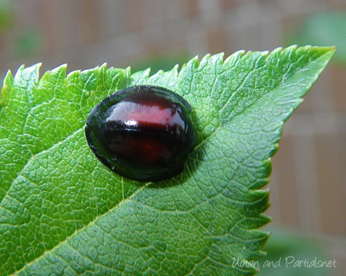 アカホシテントウ
