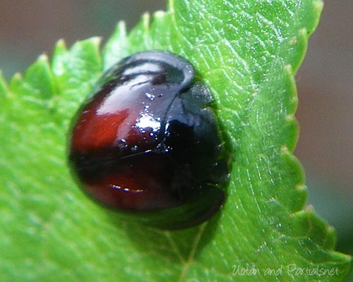 アカホシテントウ