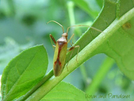 アカホシカスミカメ