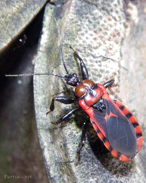 アカシマサシガメ