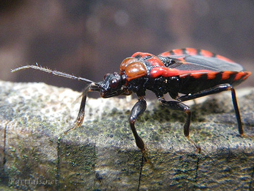 ビロウドサシガメ亜科