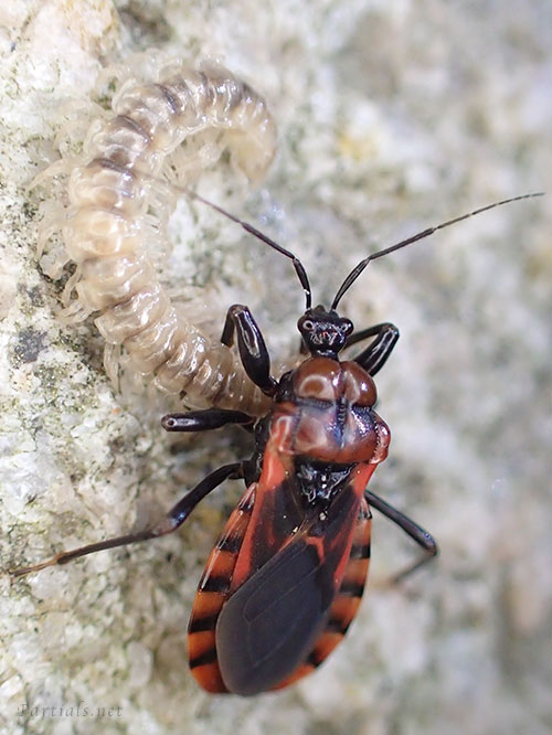 ヤスデを食べるアカシマサシガメ
