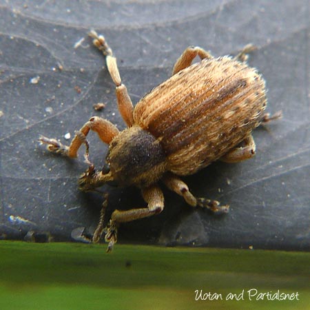 アルファルファタコゾウムシ