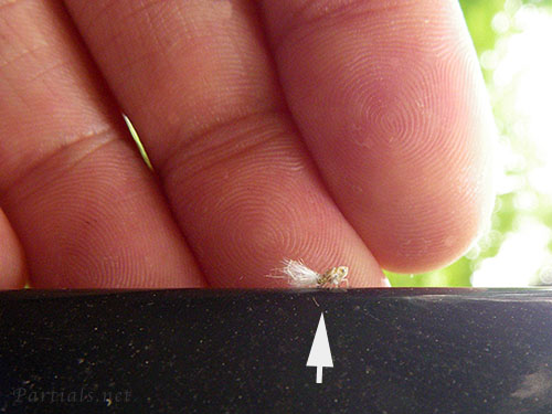 アミガサハゴロモ幼虫