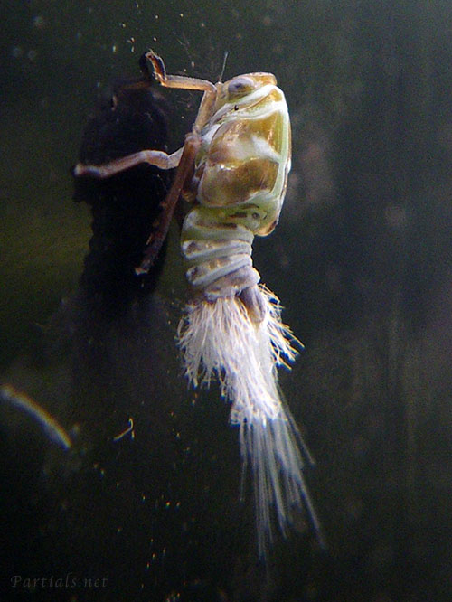 アミガサハゴロモ幼虫