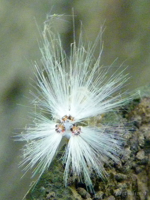 アミガサハゴロモ幼虫