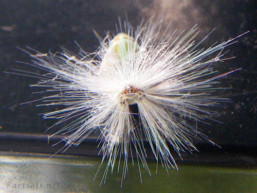 アミガサハゴロモ幼虫