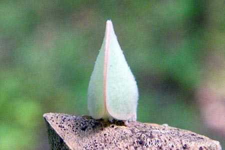 アオバハゴロモ