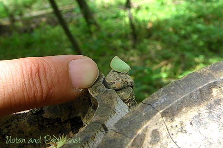 アオバハゴロモ